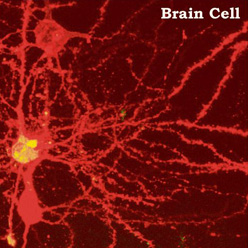 brain-cell