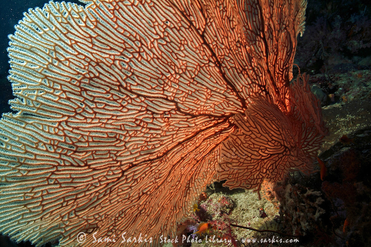 Patterend Sea Fan (Annella mollis), Maalhos, South Ari Atoll, Maldives.