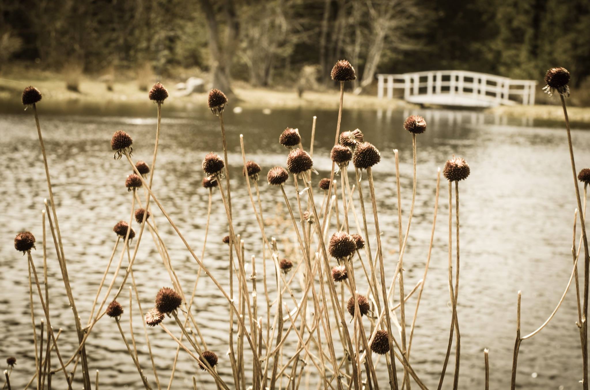 Peace Village, healthcare, retreat