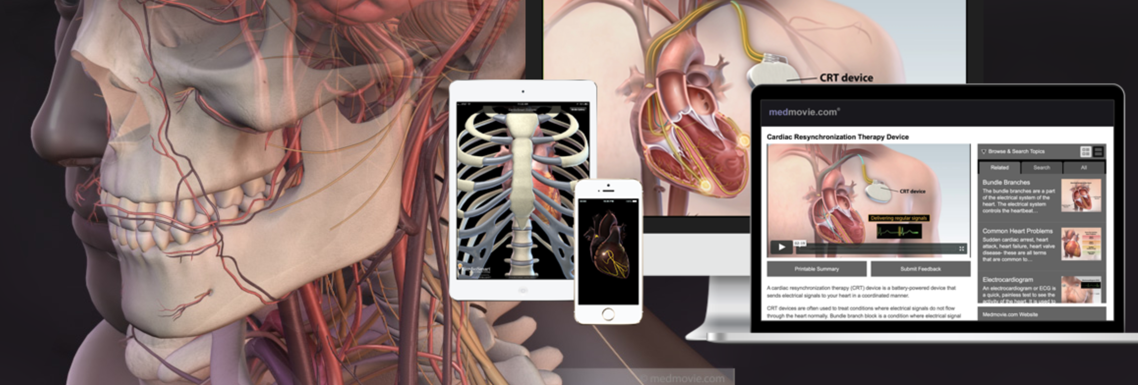 Medical education & illustration